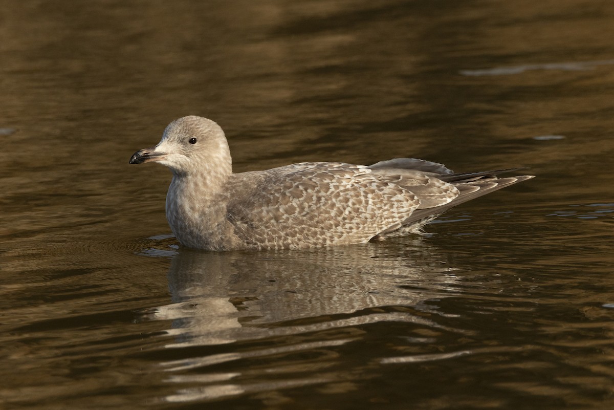 Iceland Gull (Thayer's) - ML629294302