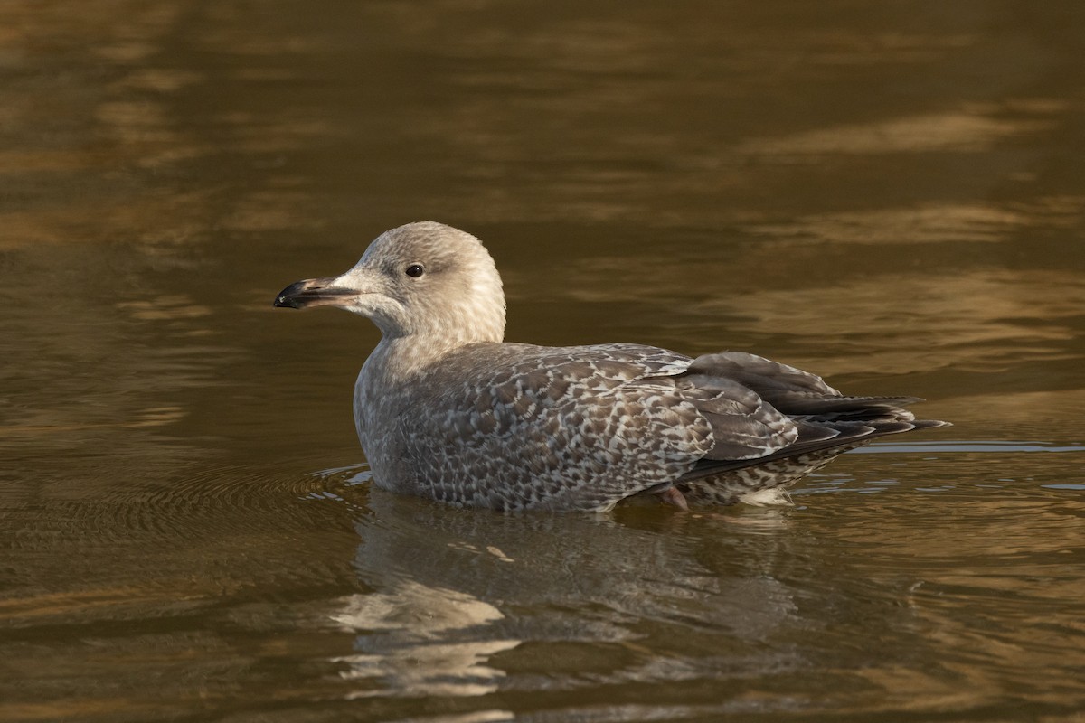 Iceland Gull (Thayer's) - ML629294303