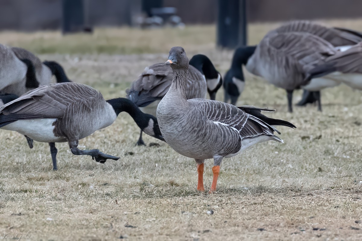 凍原豆雁 - ML629294410