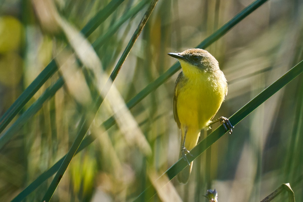 Tickersumpftyrann - ML629294446