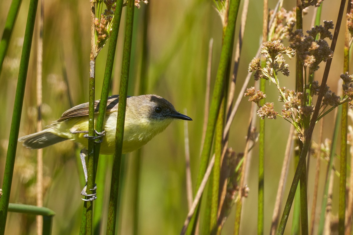 Tickersumpftyrann - ML629294447