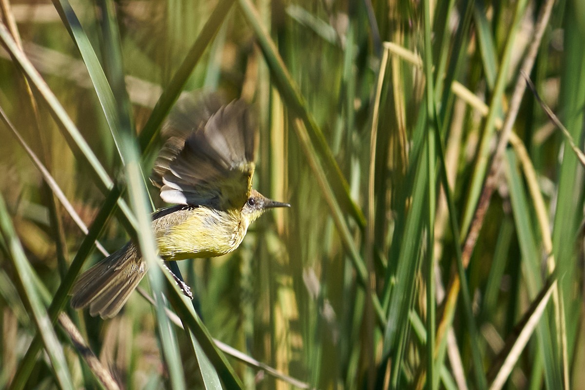 Tickersumpftyrann - ML629294449