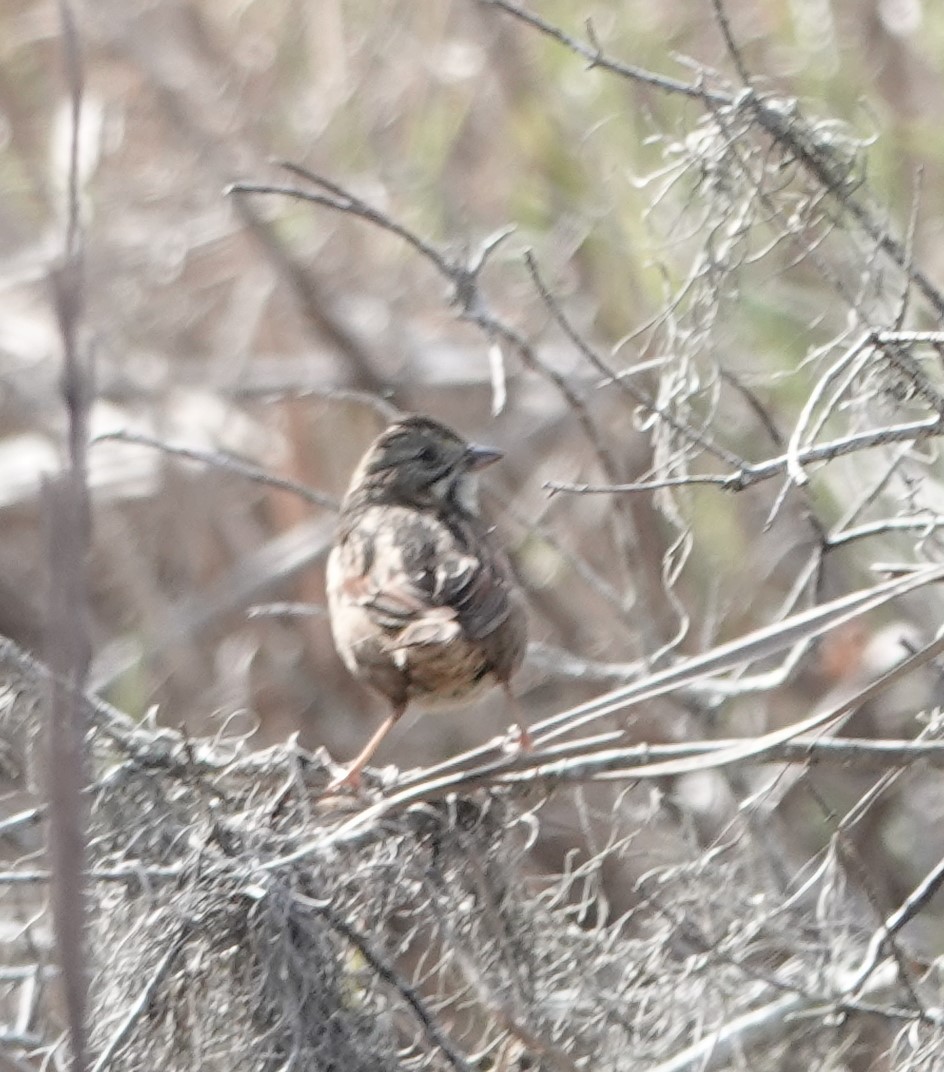 Swamp Sparrow - ML629294515