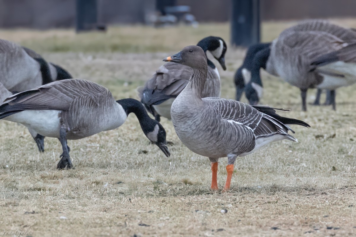 凍原豆雁 - ML629294587