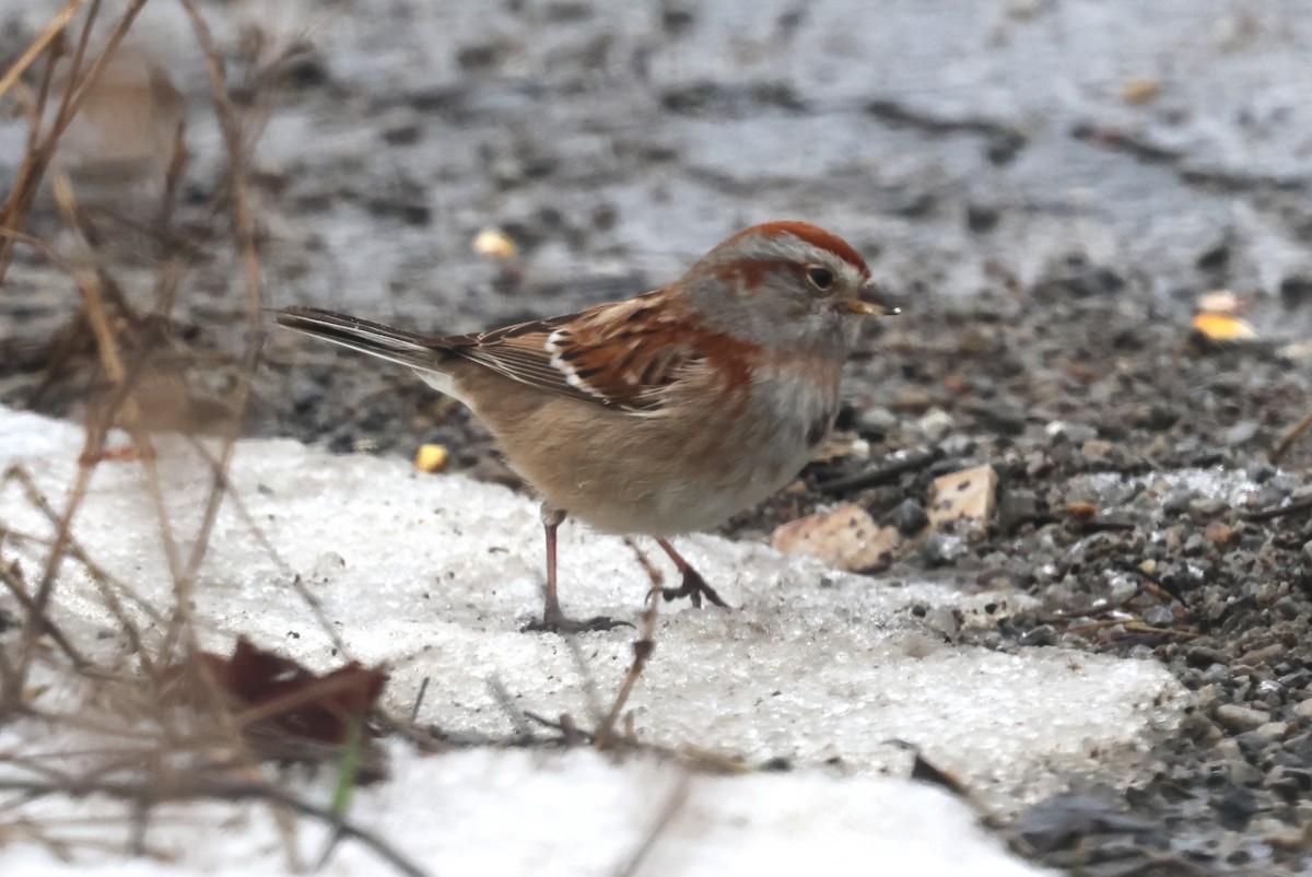 American Tree Sparrow - ML629294591