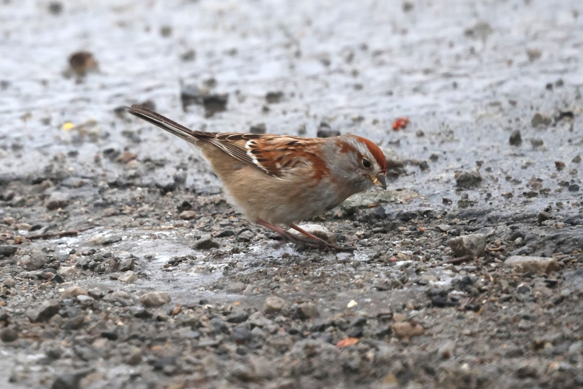 American Tree Sparrow - ML629294593