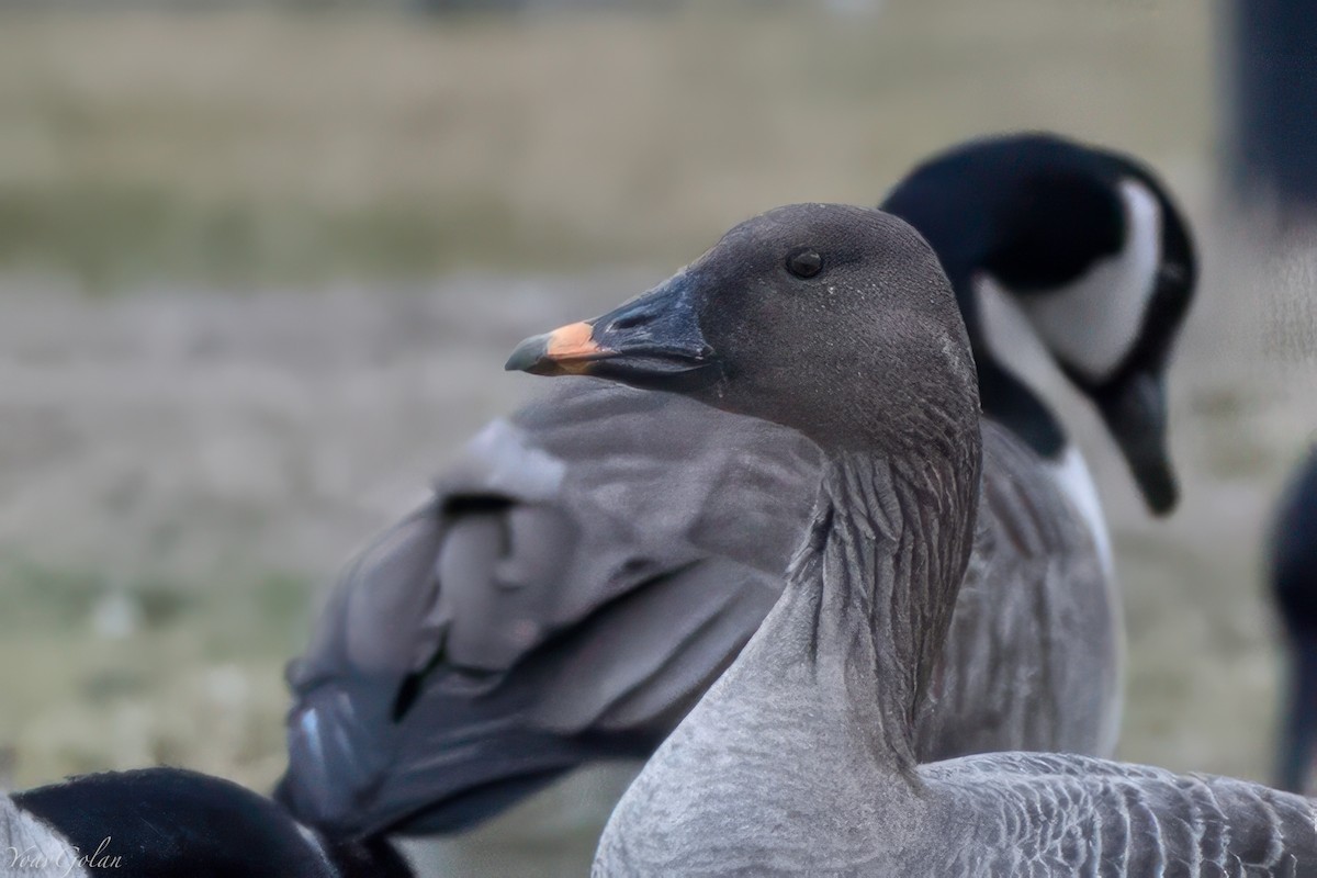 凍原豆雁 - ML629294597