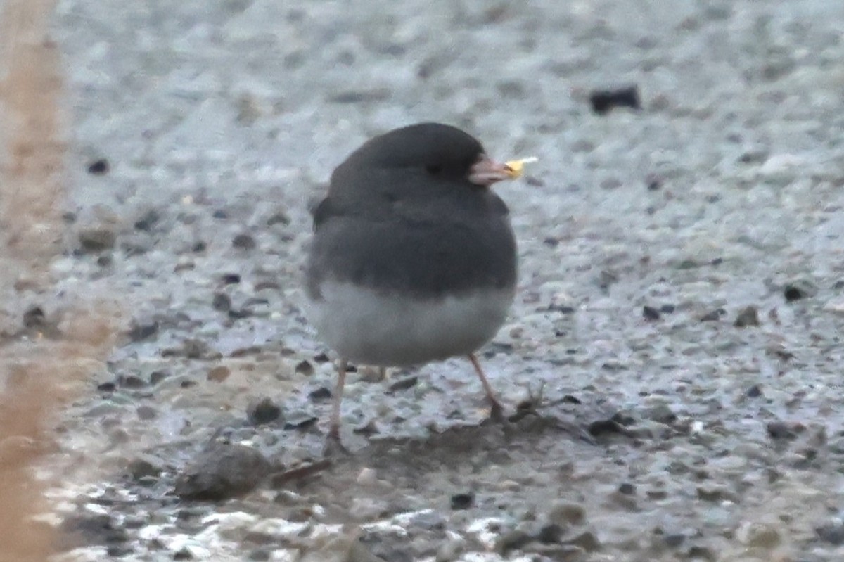 Dark-eyed Junco - ML629294625