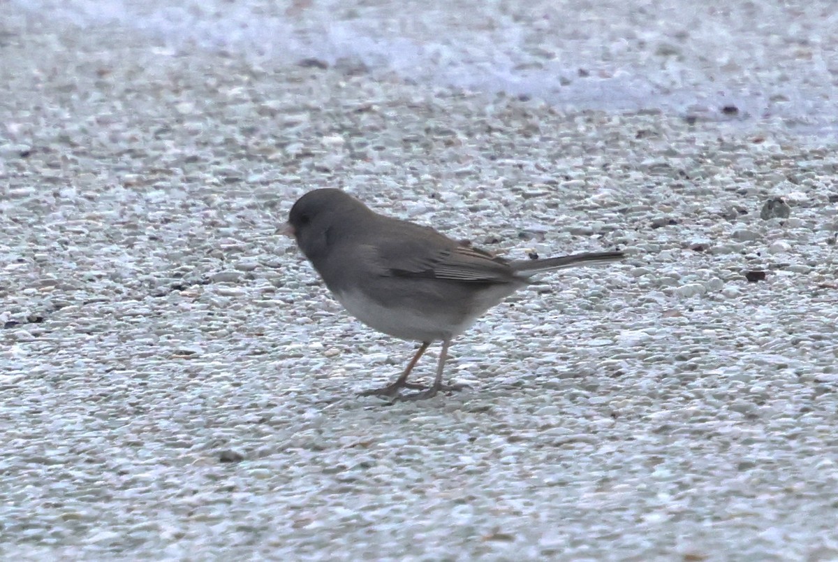 Dark-eyed Junco - ML629294626