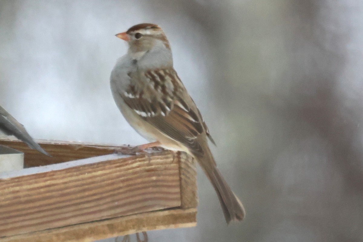 White-crowned Sparrow - ML629294677