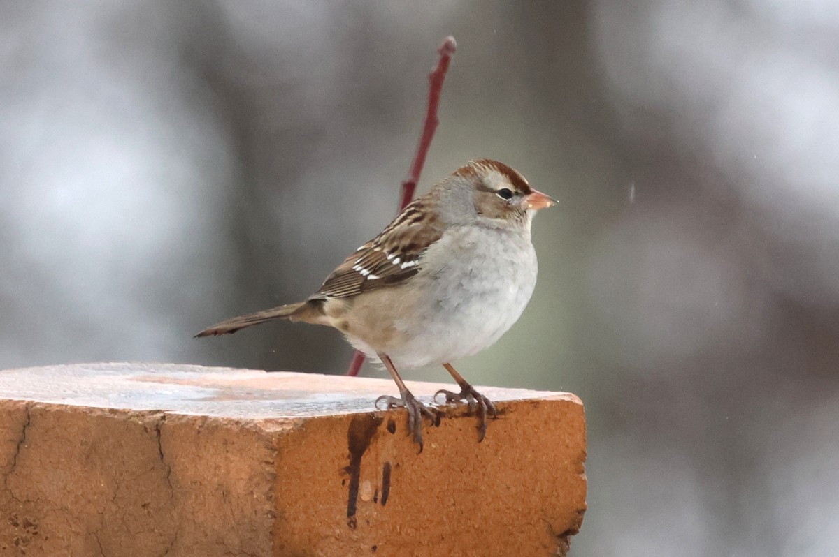 White-crowned Sparrow - ML629294678