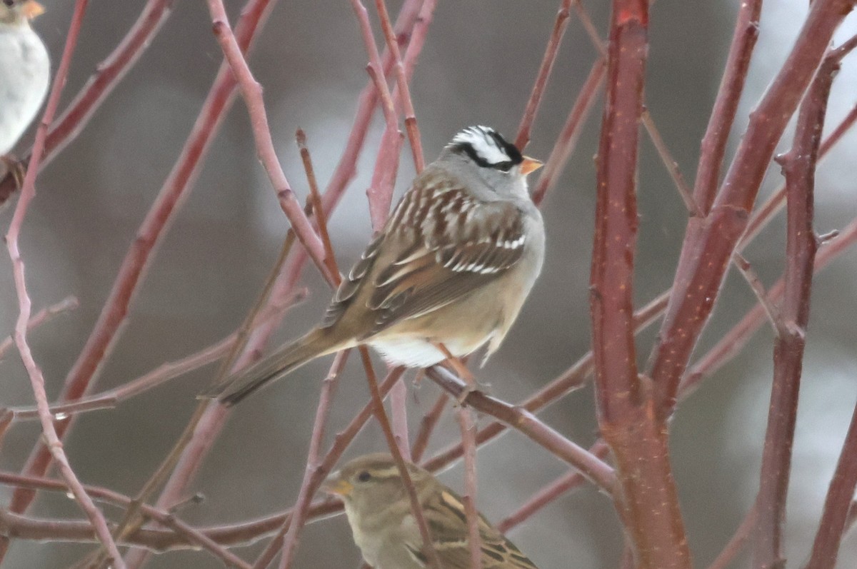 White-crowned Sparrow - ML629294679