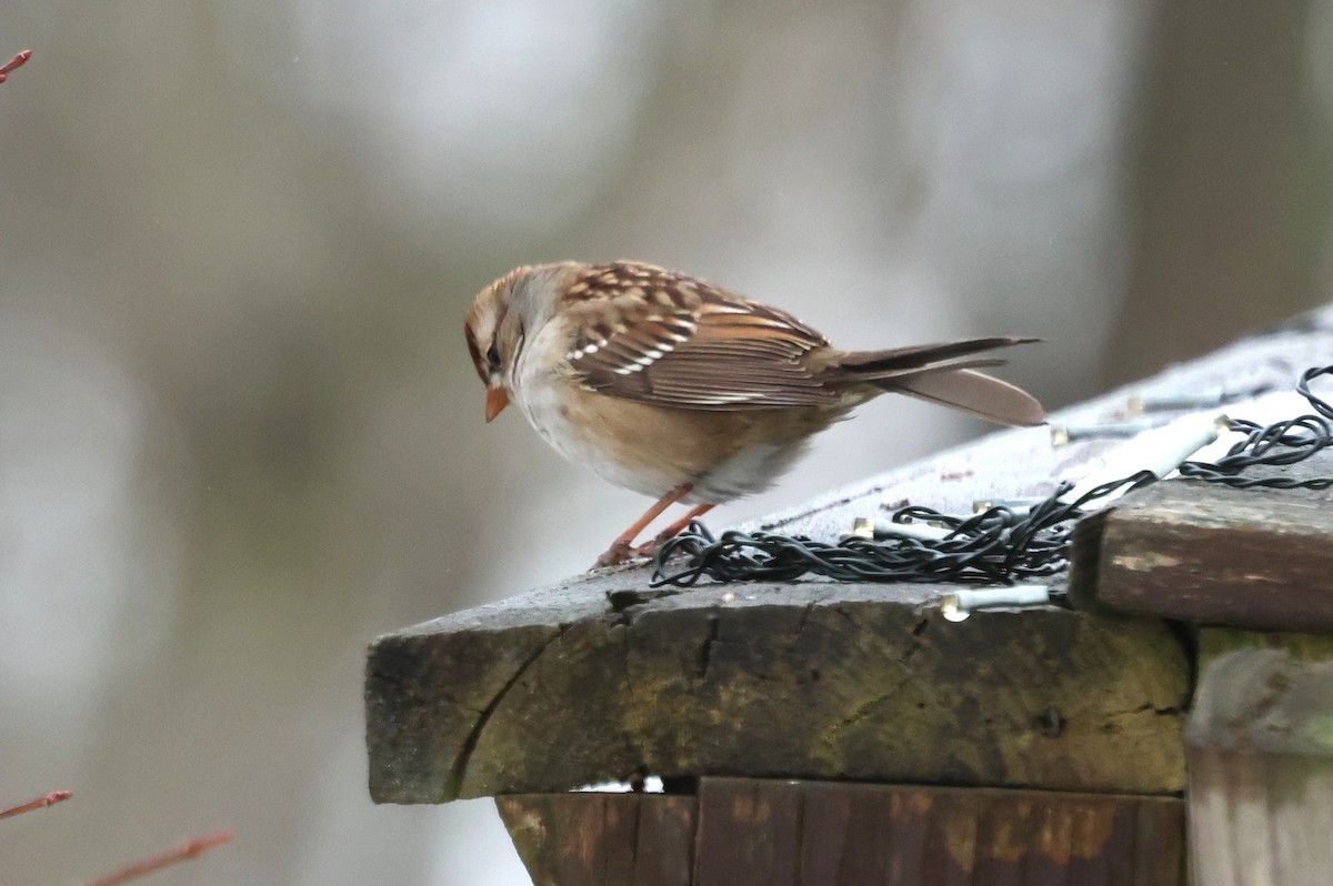 White-crowned Sparrow - ML629294680