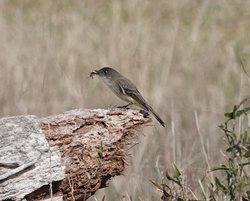 Eastern Phoebe - ML629294710