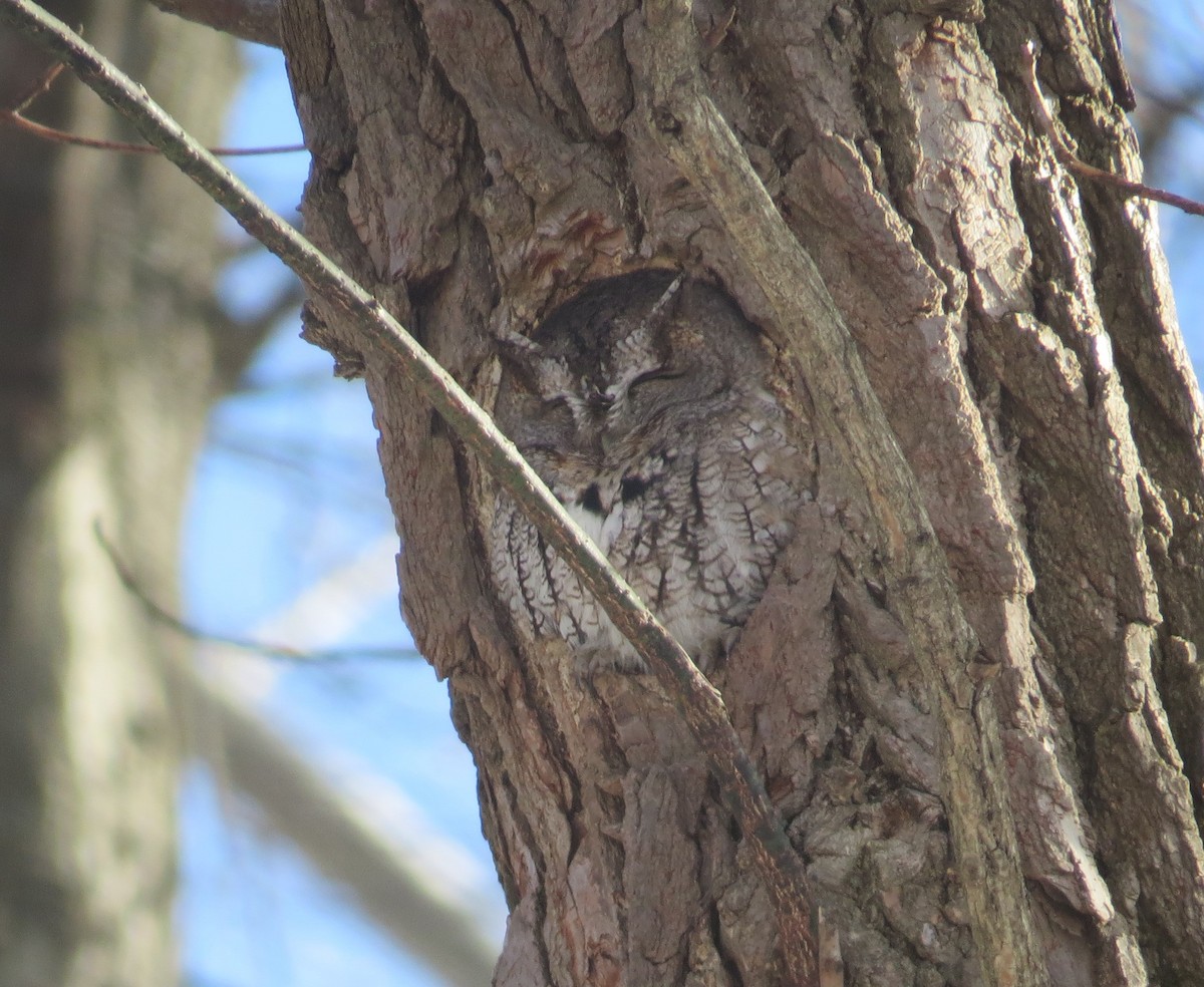 eBird Checklist - 18 Jan 2025 - Kleinstuck Preserve - 23 species
