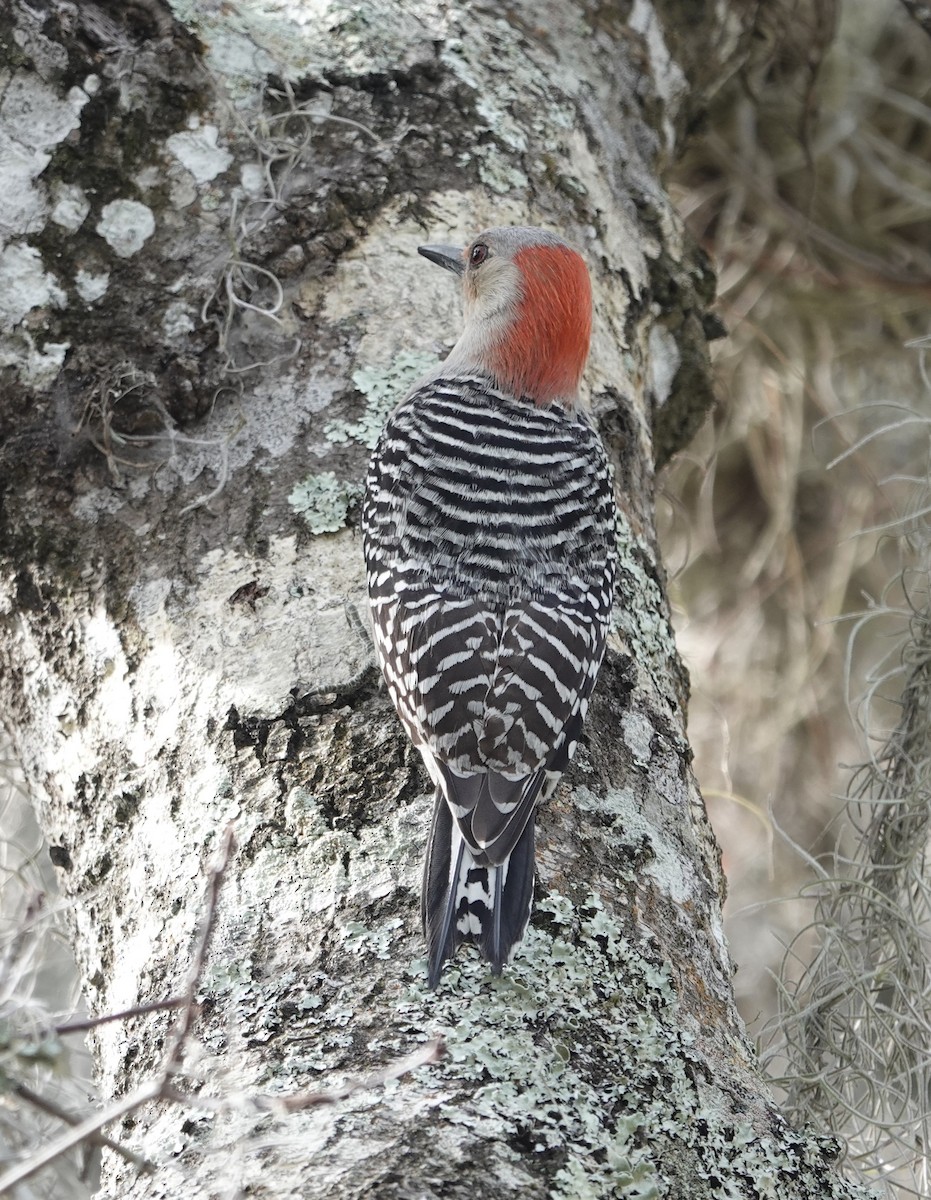 Red-bellied Woodpecker - ML629294748