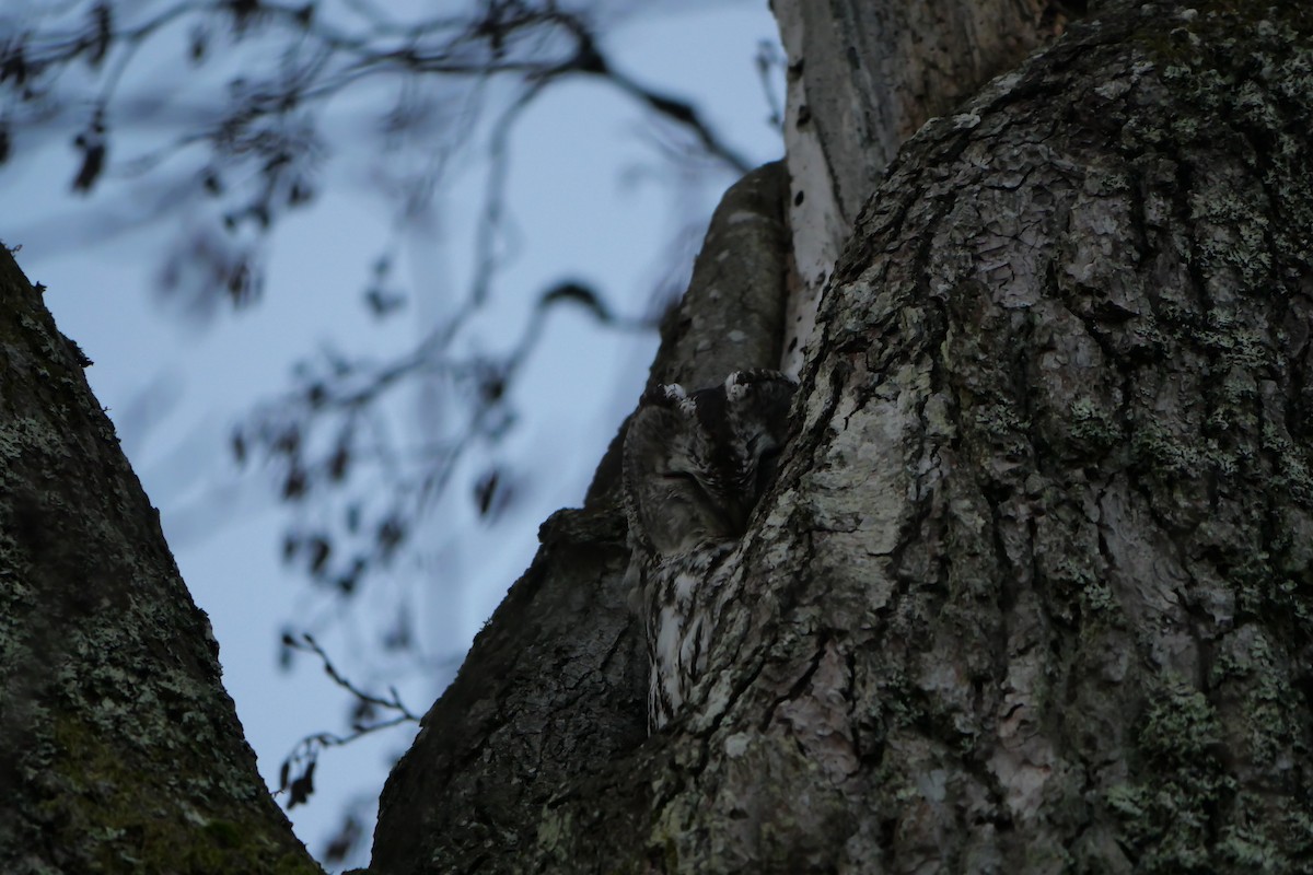 Tawny Owl - ML629294765