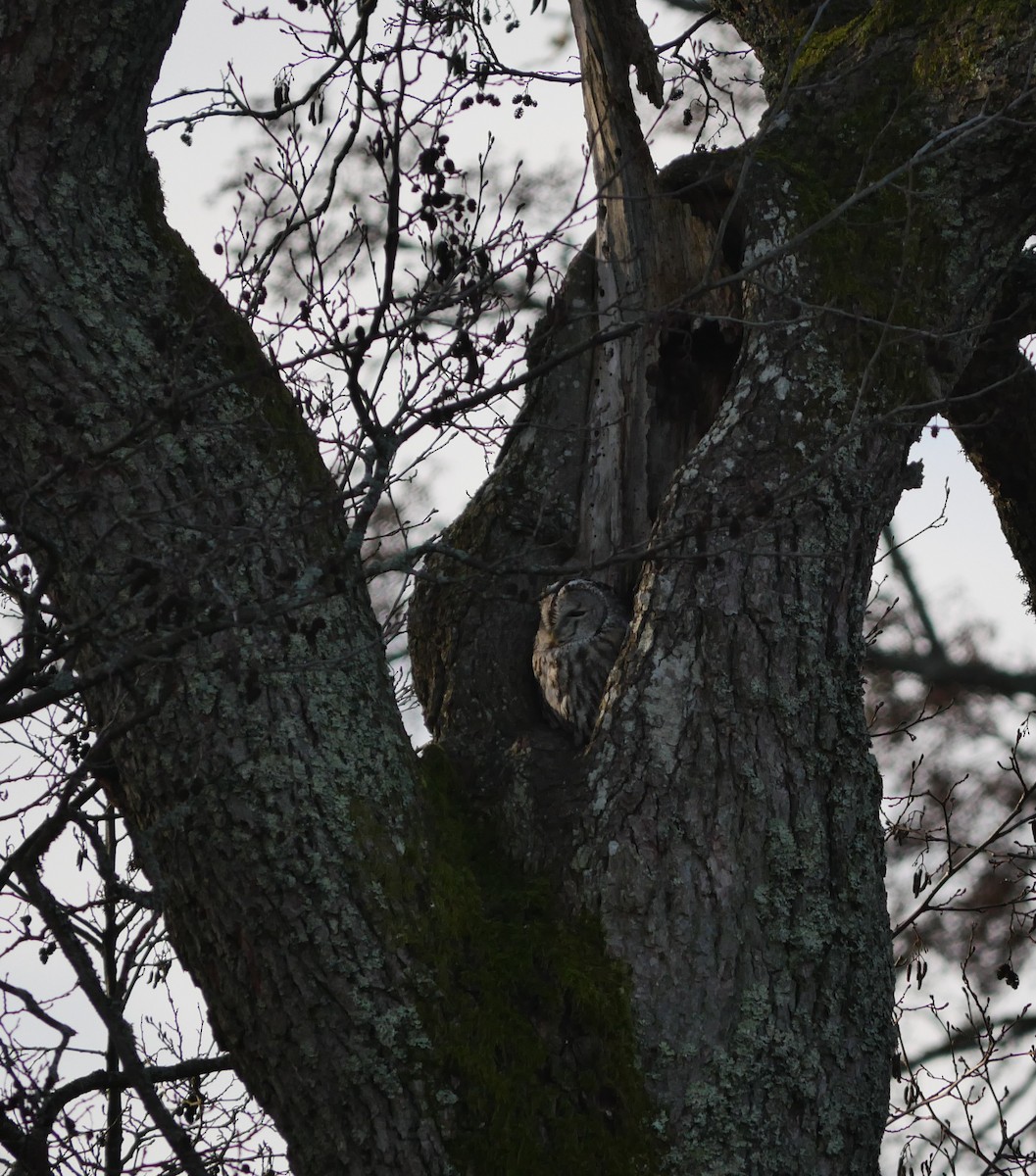Tawny Owl - ML629294766