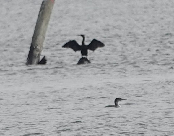 Common Loon - ML629294815