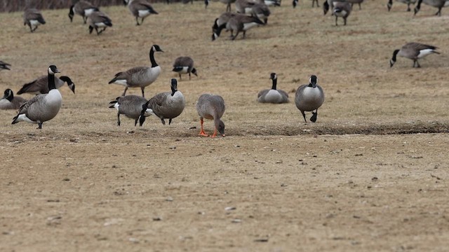 Tundra Bean-Goose - ML629294862