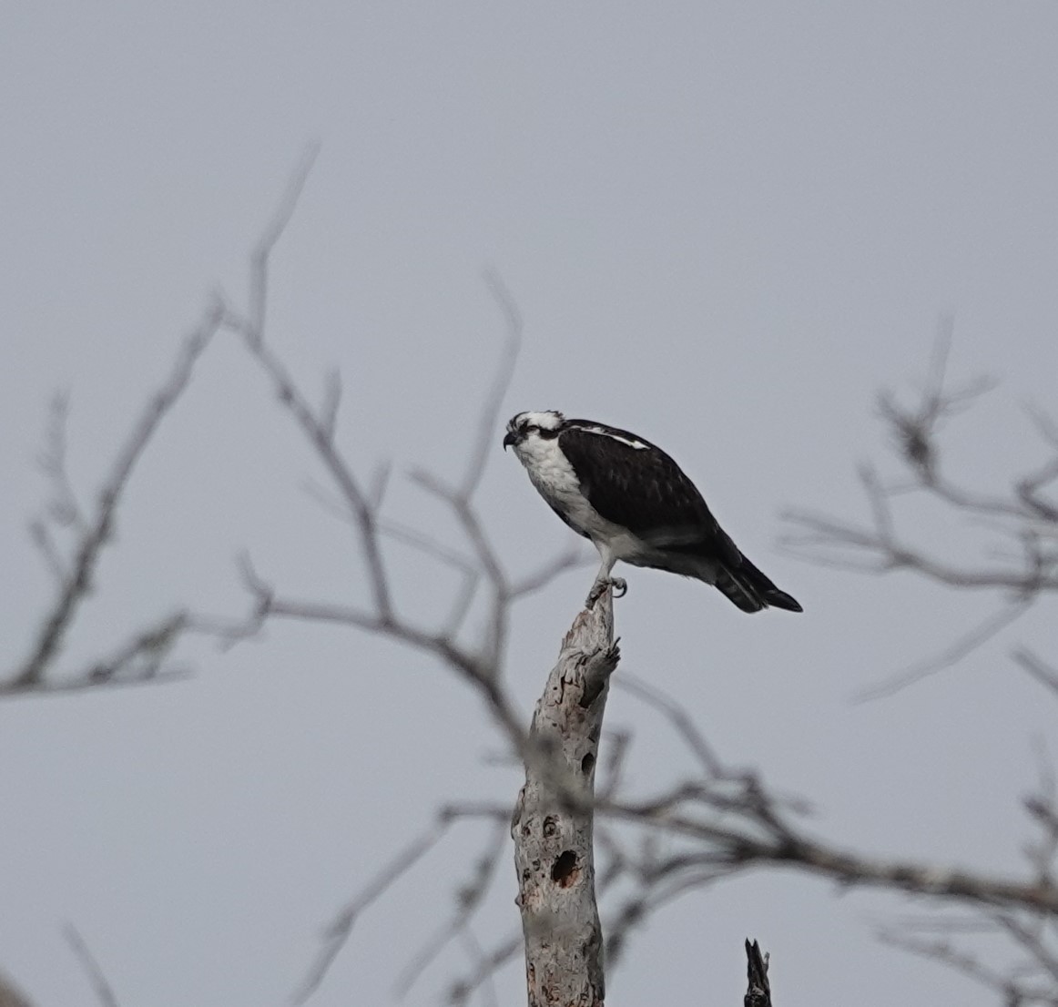 Osprey - ML629294973