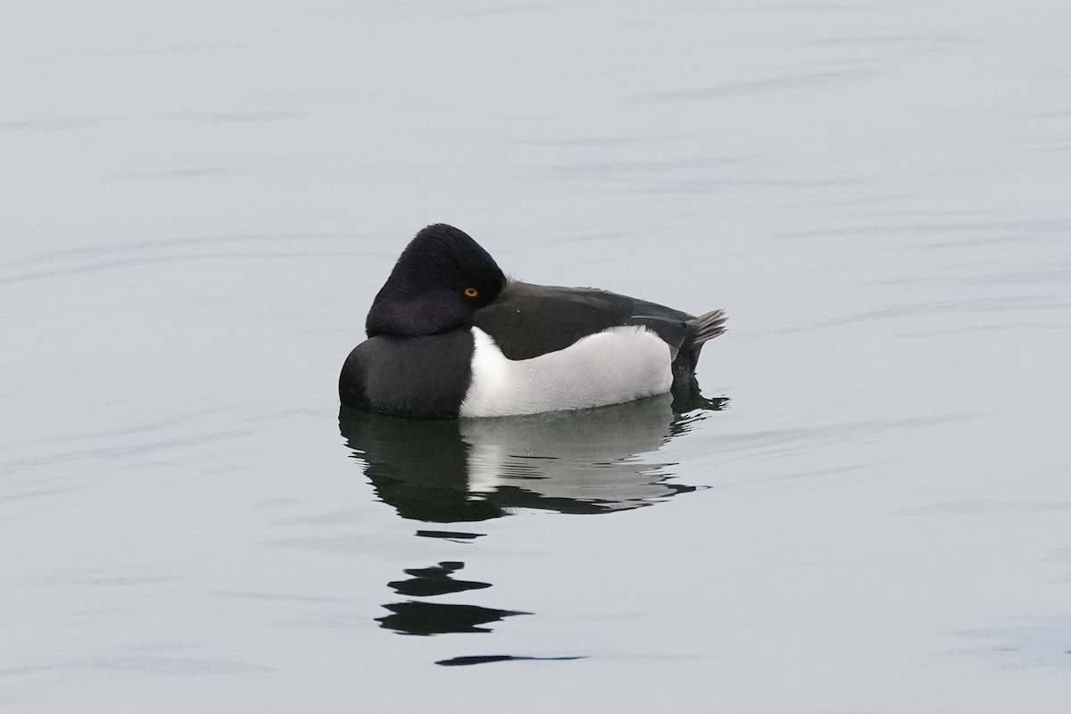 Ring-necked Duck - ML629295132