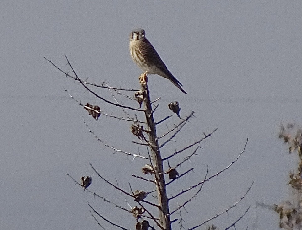 American Kestrel - ML629295137