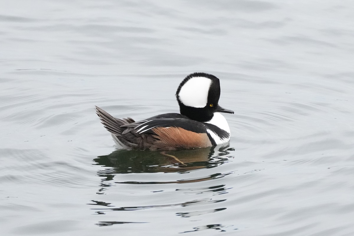Hooded Merganser - ML629295143