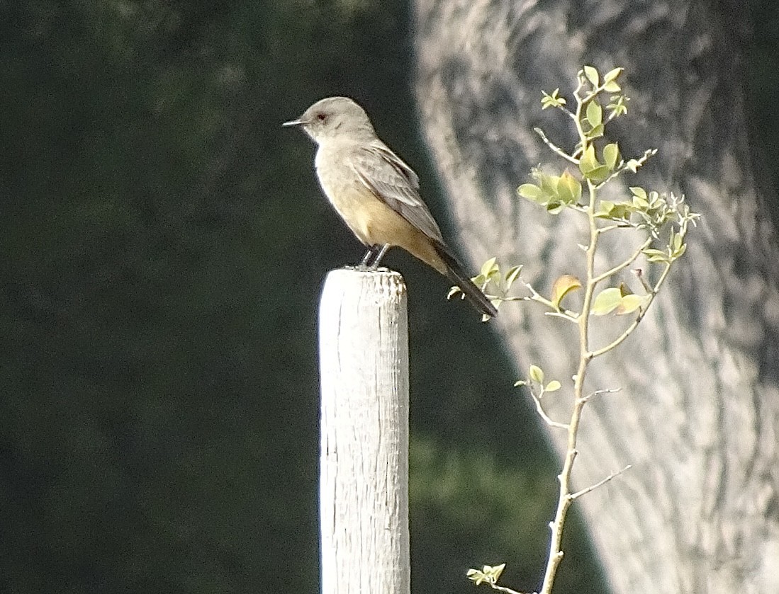 Say's Phoebe - ML629295144