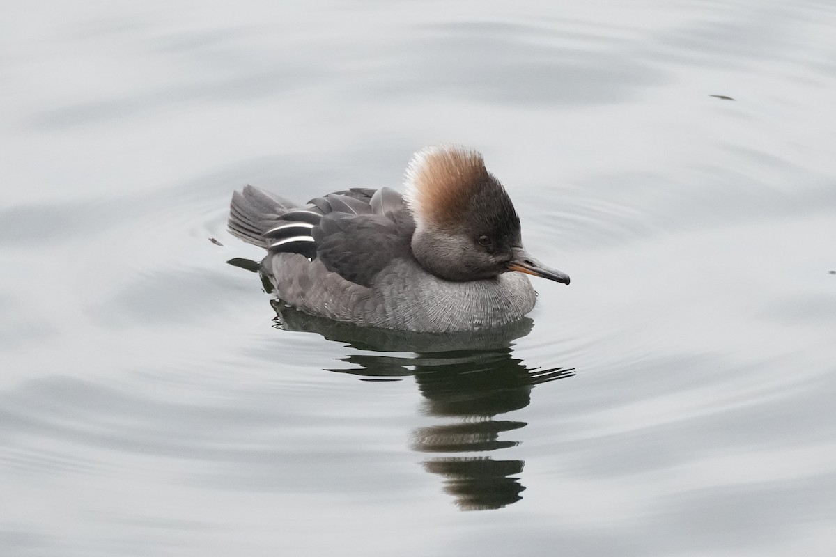 Hooded Merganser - ML629295145