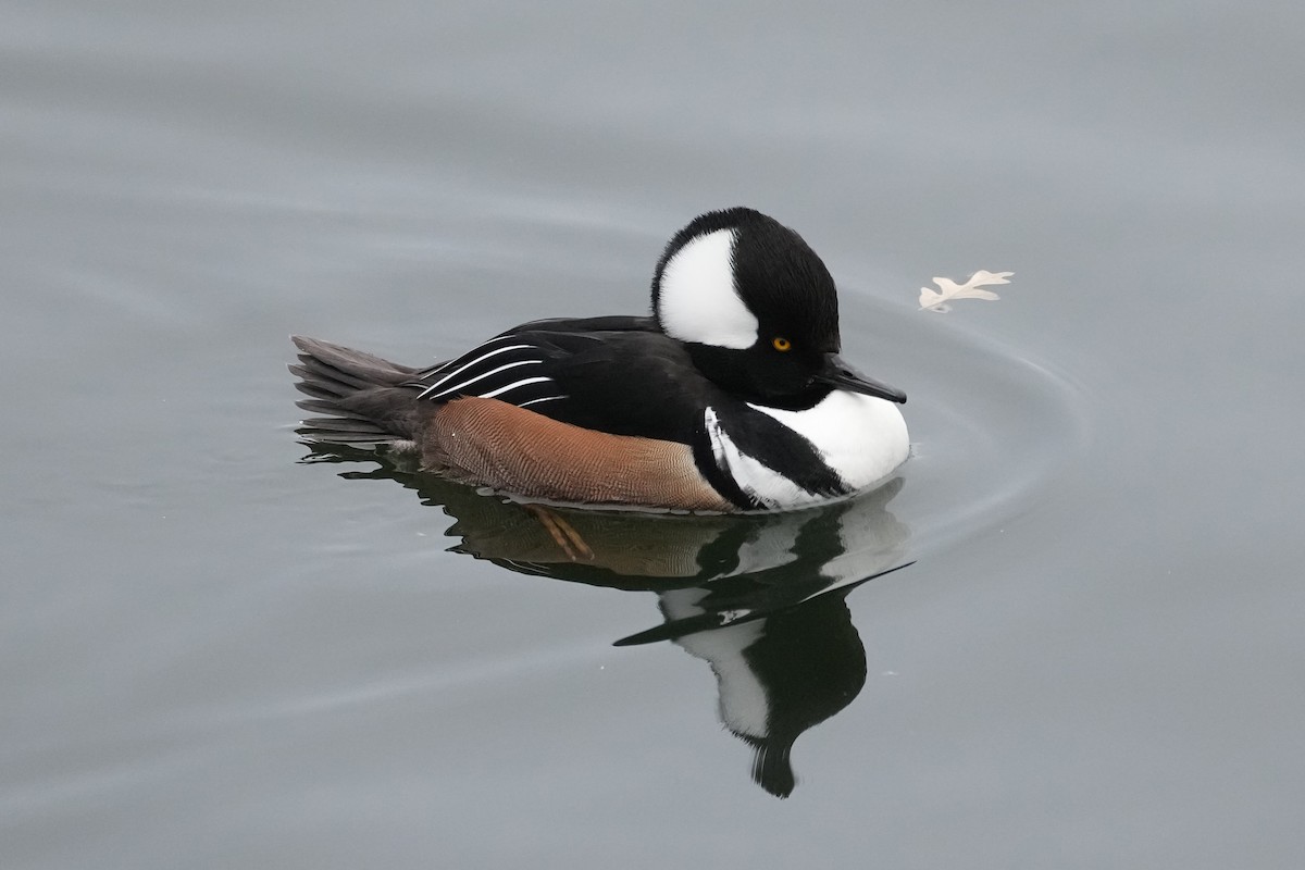 Hooded Merganser - ML629295146