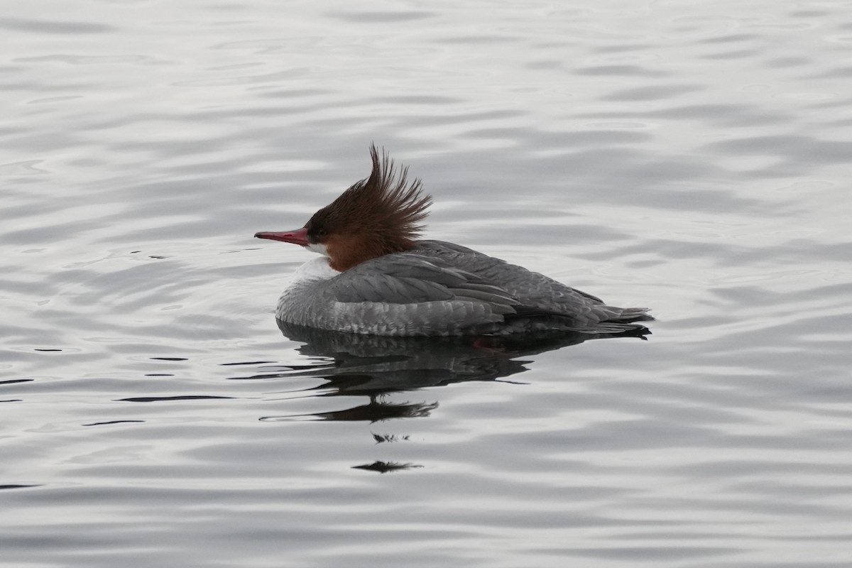 Common Merganser - ML629295165