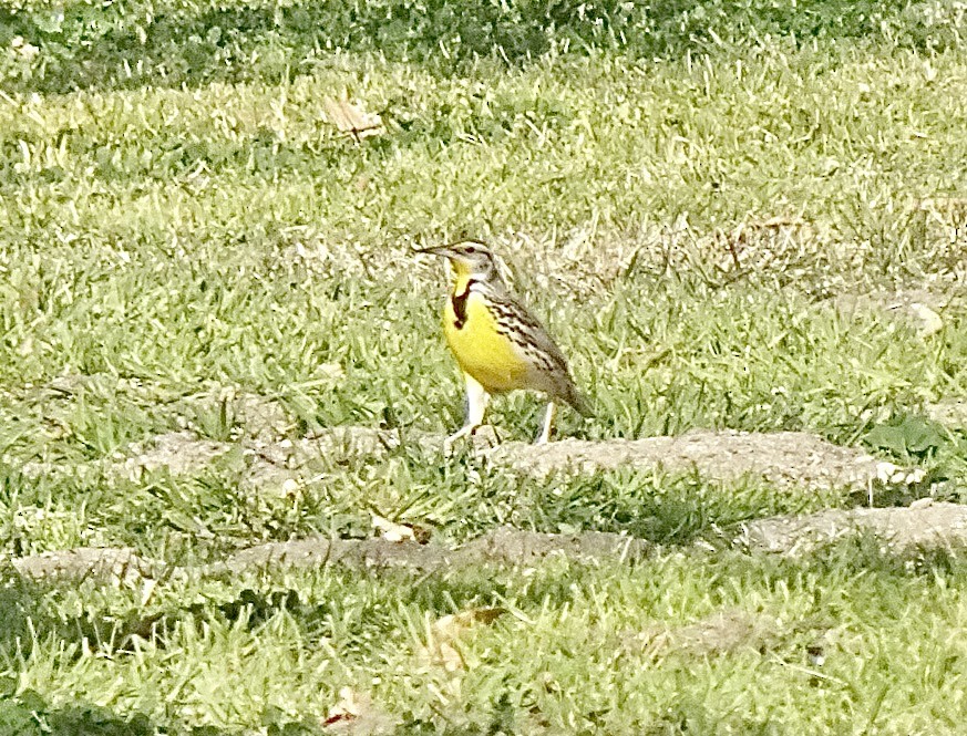Western Meadowlark - ML629295170