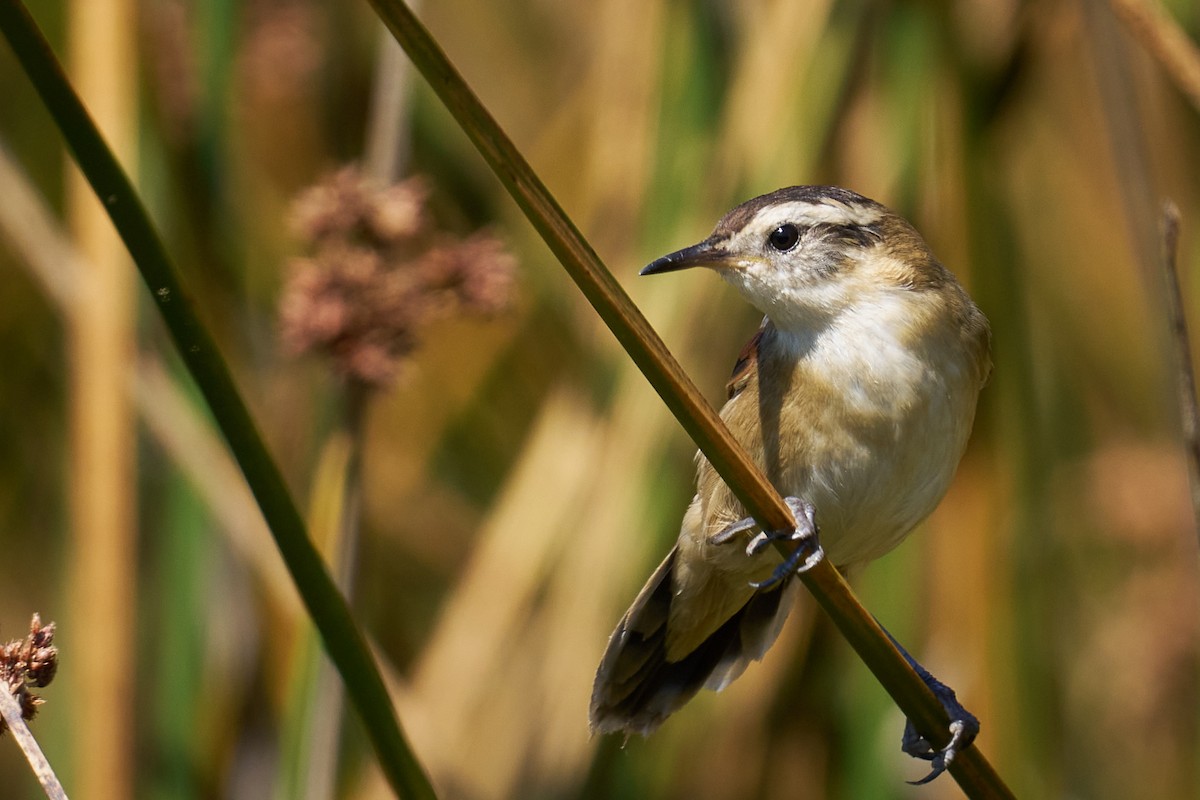 Binsenschlüpfer - ML629295297