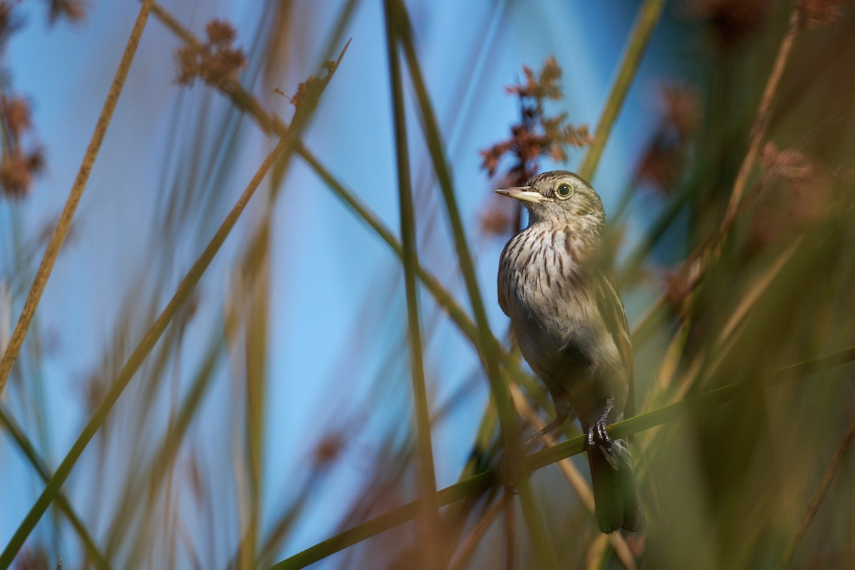 Brillendunkeltyrann - ML629295308