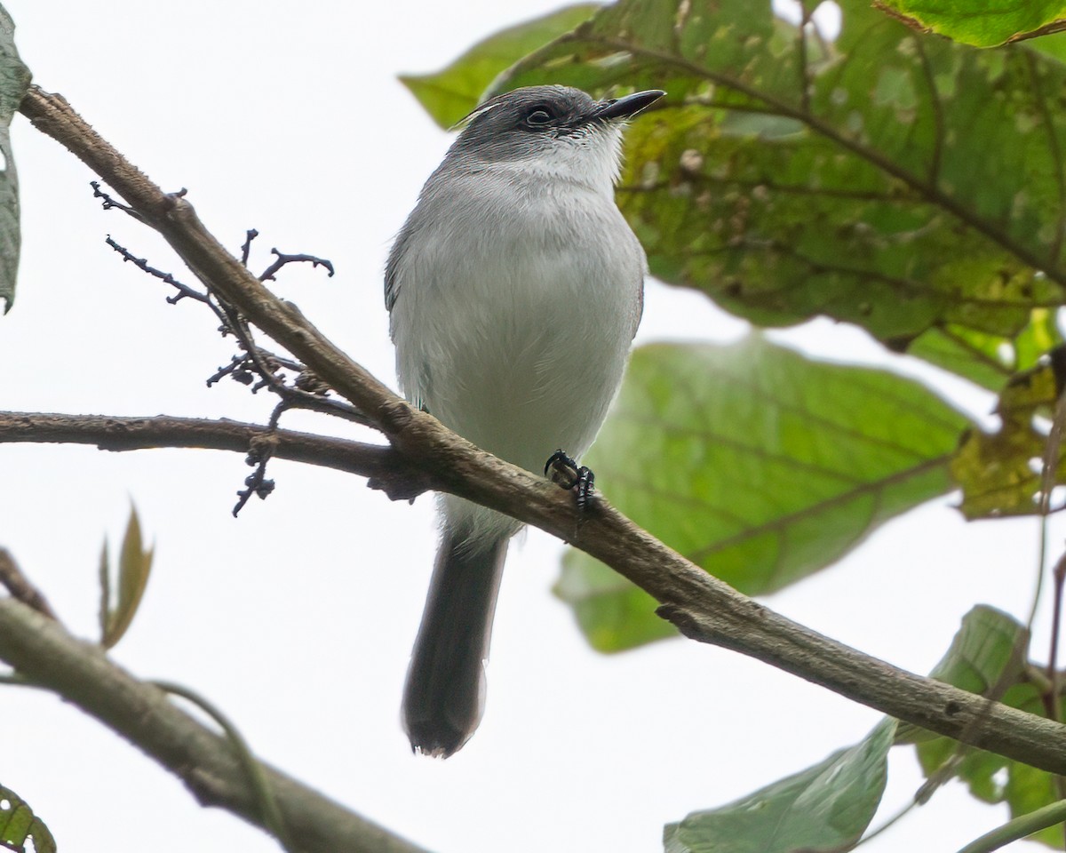 River Tyrannulet - ML629295380