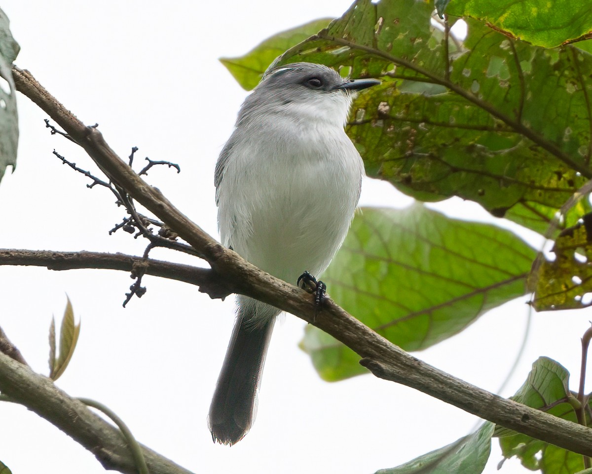 River Tyrannulet - ML629295381