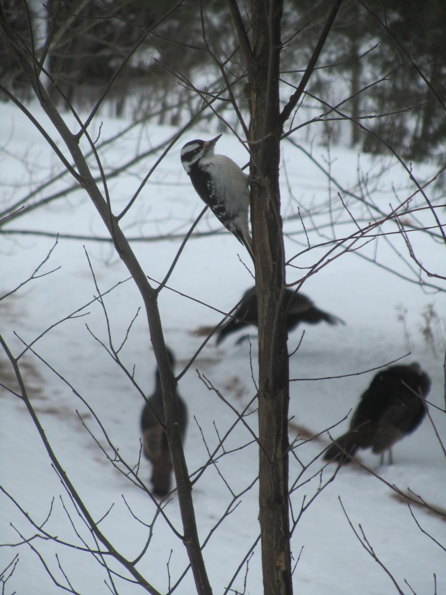 Hairy Woodpecker - ML629295644