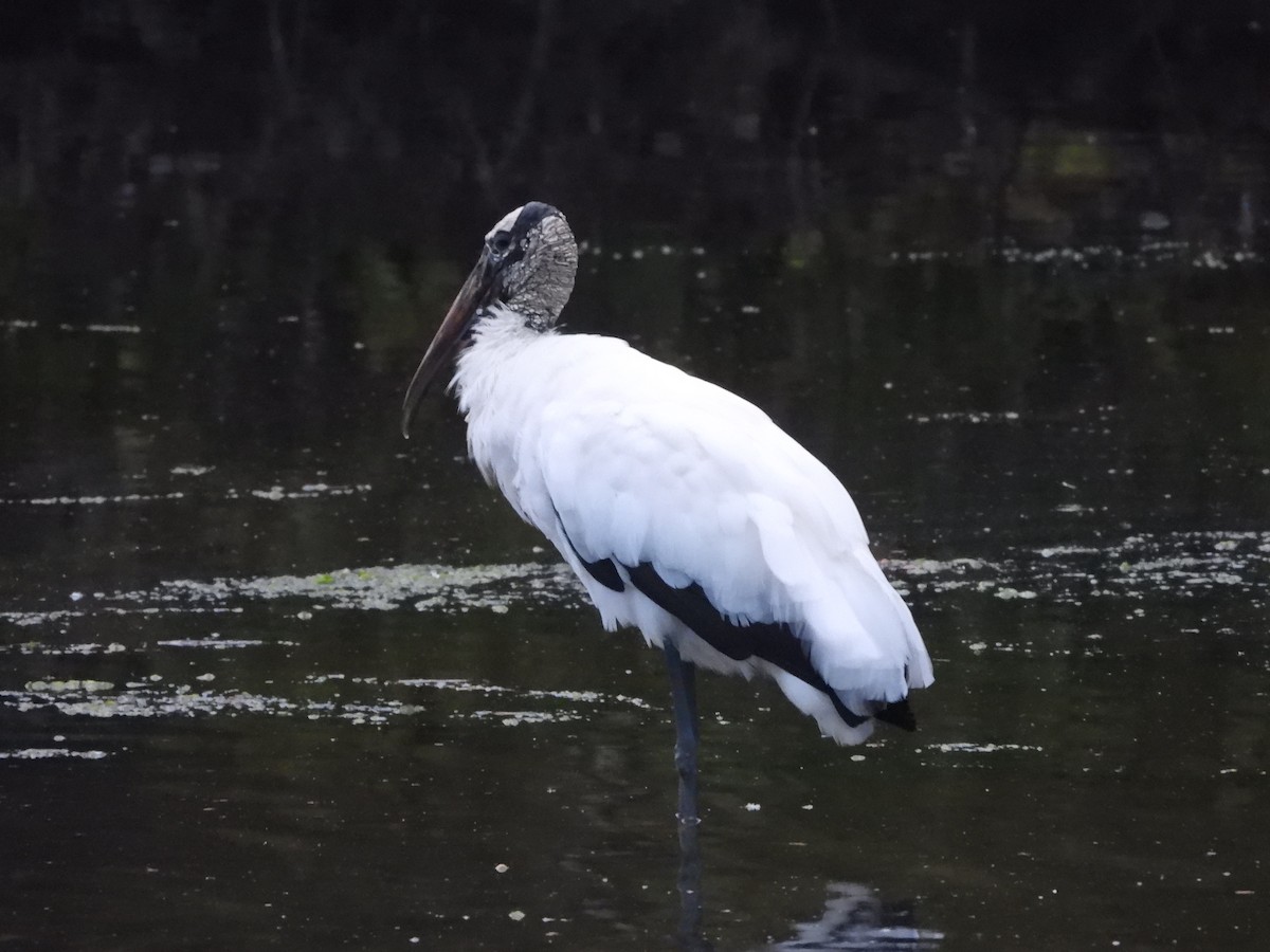 Wood Stork - ML629295655
