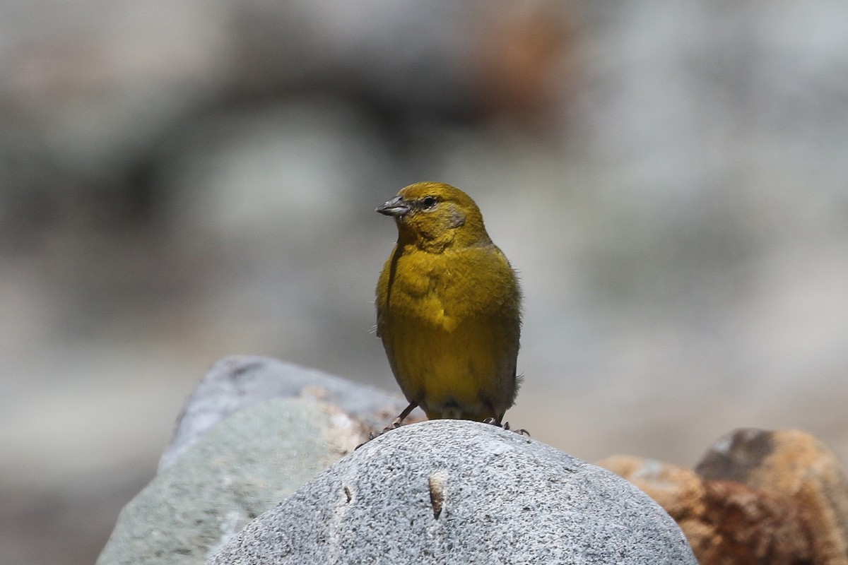 Greater Yellow-Finch - ML629295680