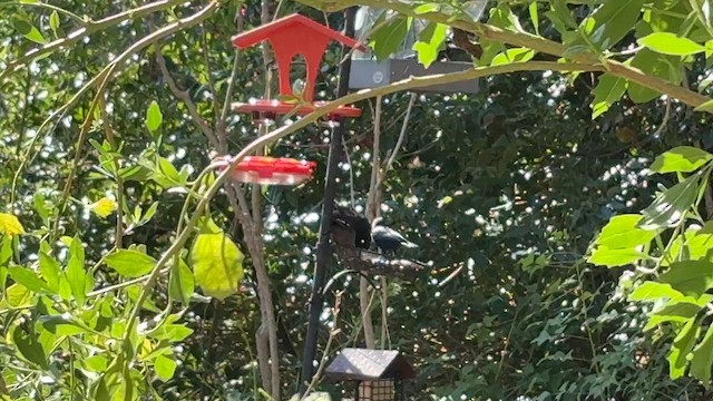 Bronzed Cowbird - ML629295874