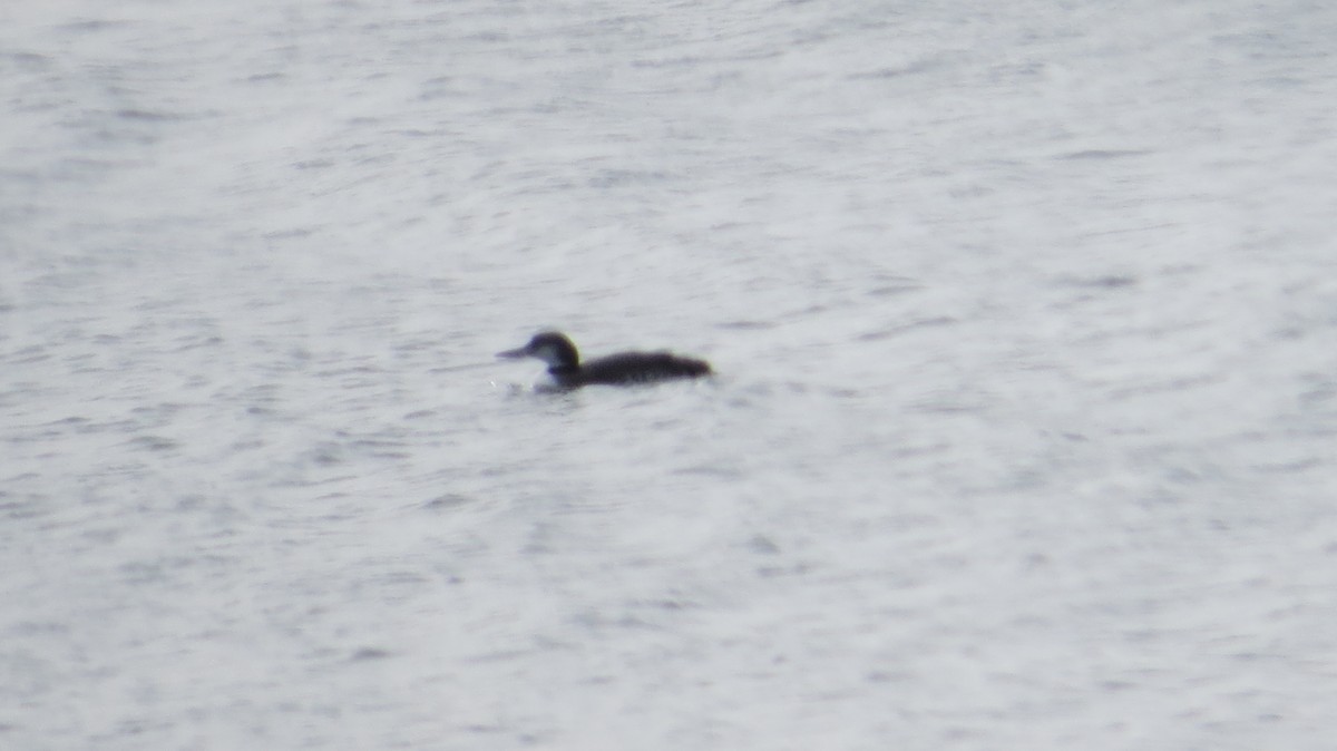 Common Loon - ML629296458