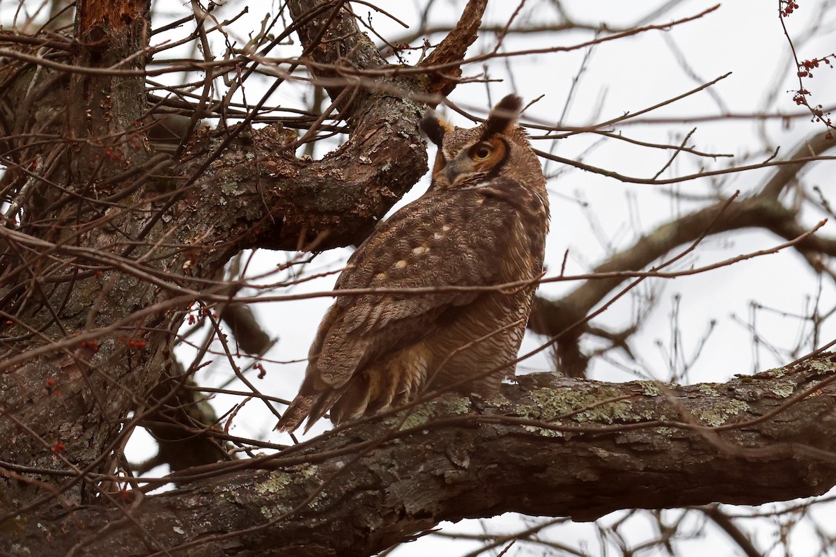 Great Horned Owl - ML629296618