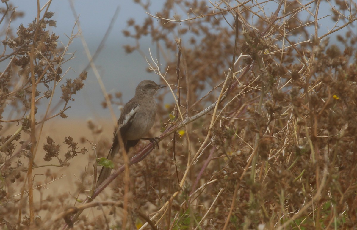 White-banded Mockingbird - ML629296690