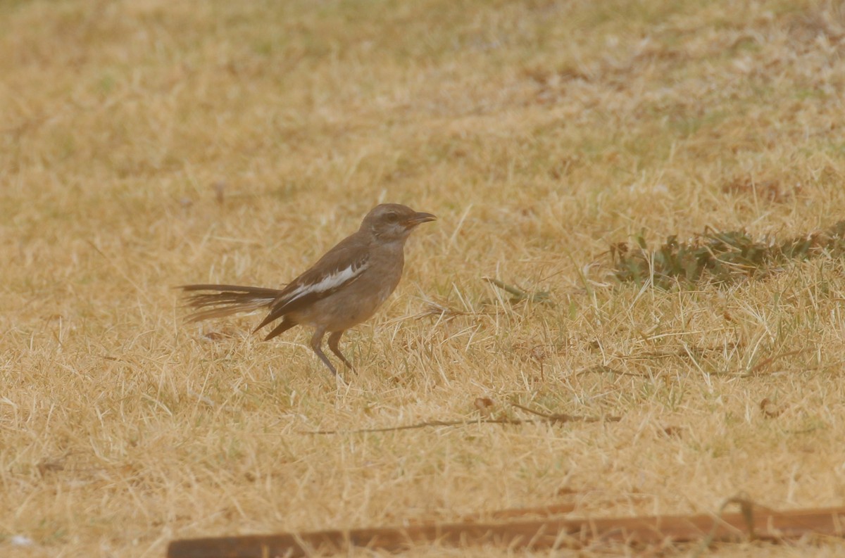 White-banded Mockingbird - ML629296745
