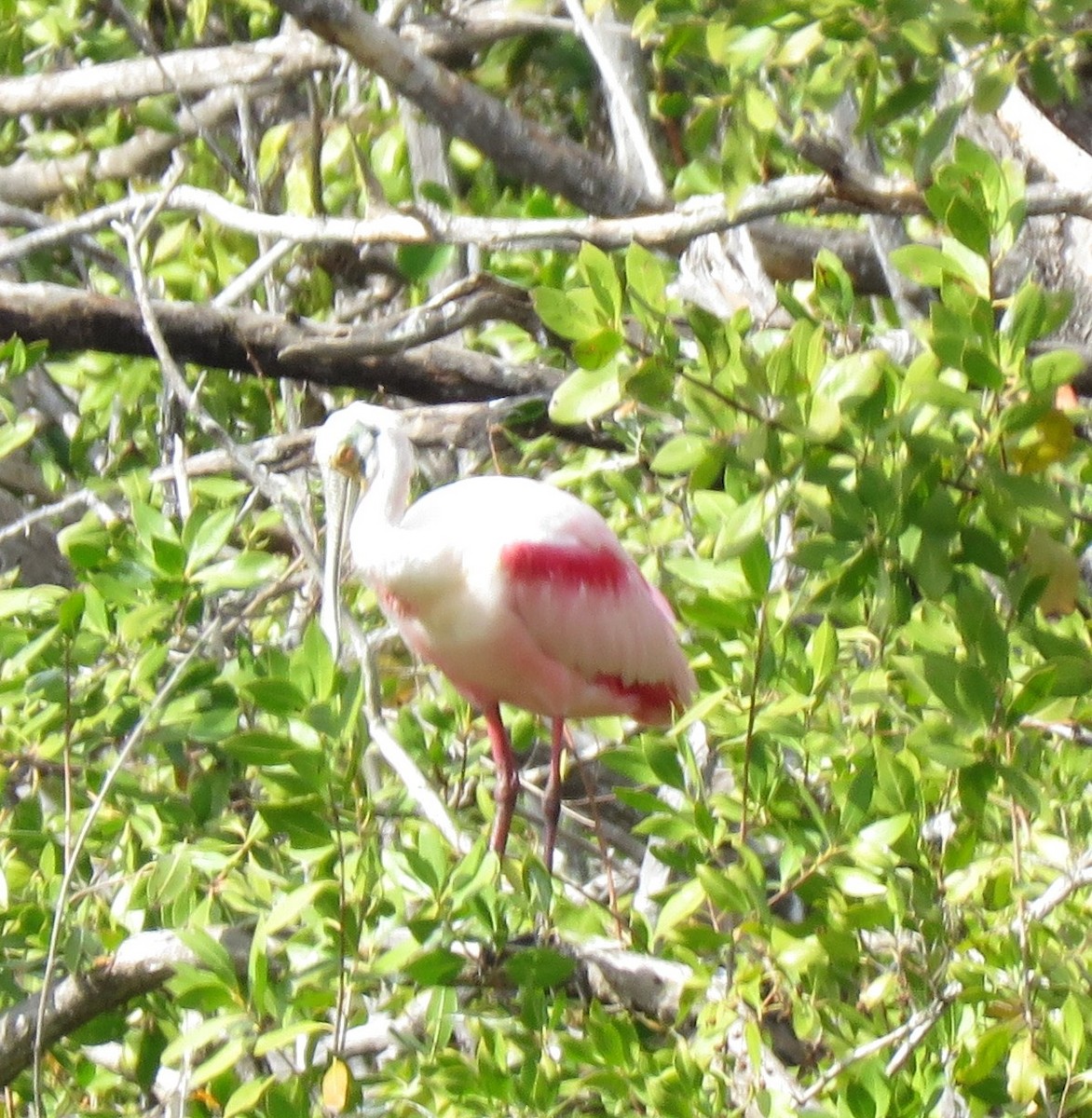 Roseate Spoonbill - ML629296766