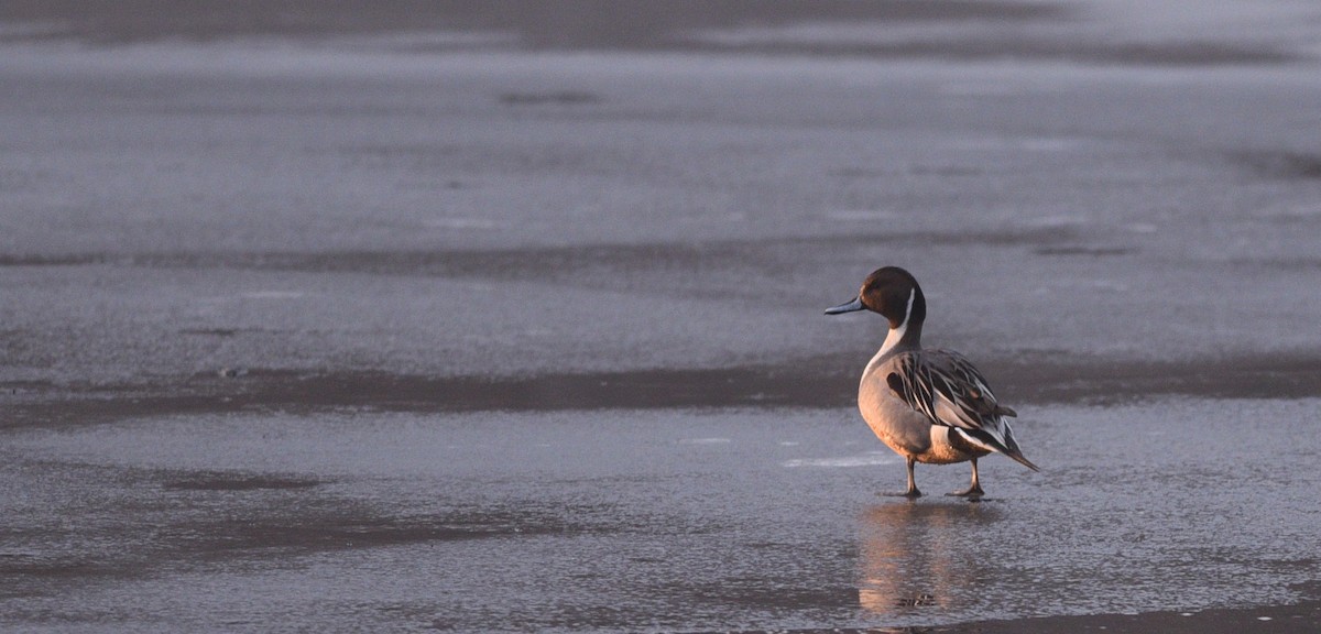 Northern Pintail - ML629296793