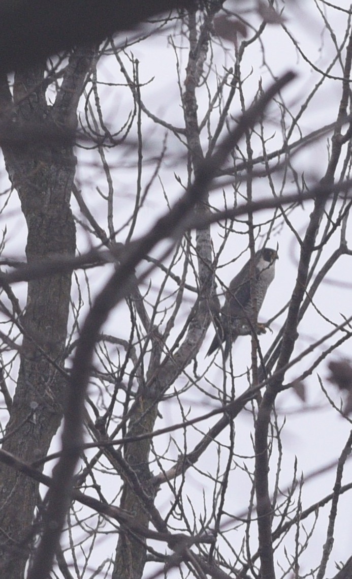 Peregrine Falcon - ML629296801