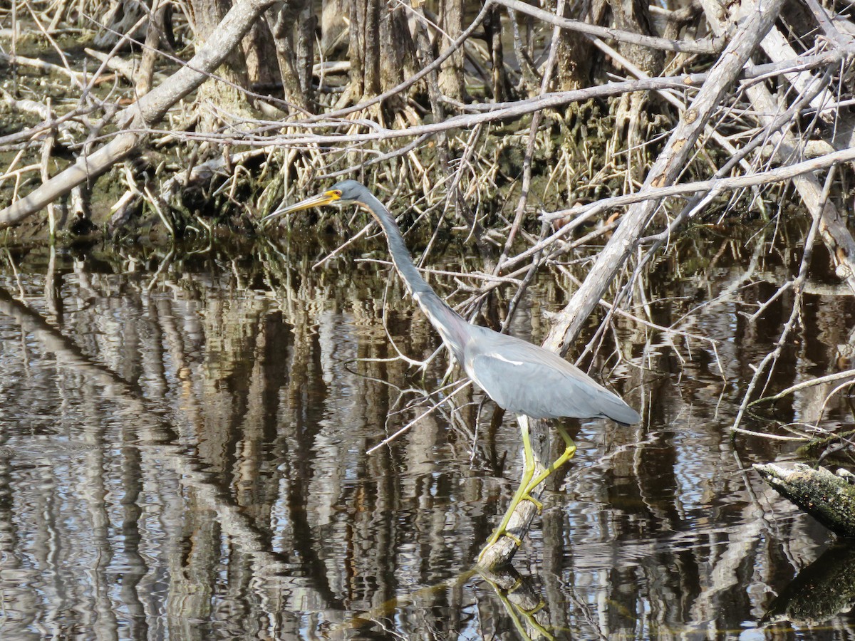 Tricolored Heron - ML629296983