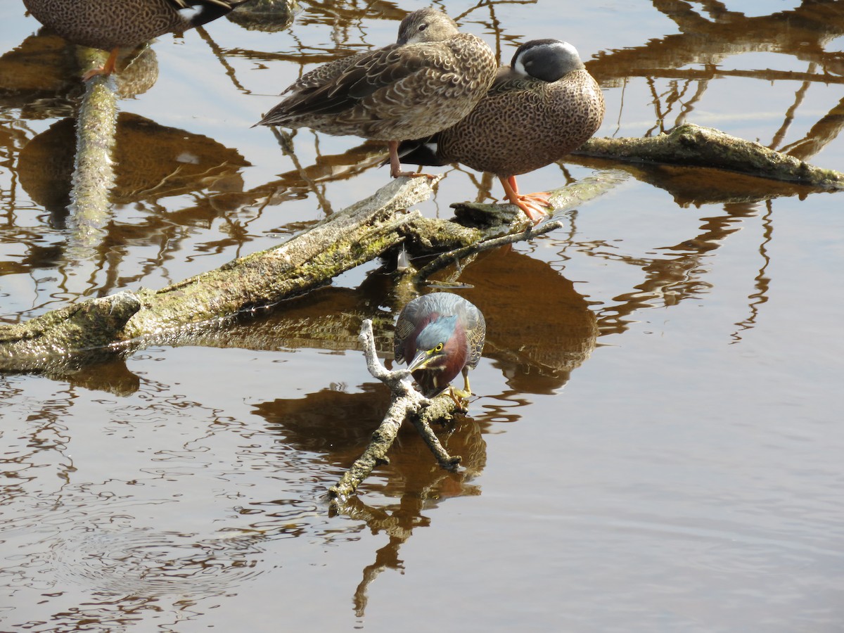 Blue-winged Teal - ML629297068